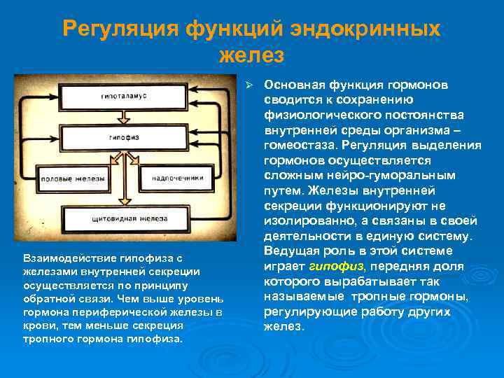 Регуляция функций эндокринных желез Ø Взаимодействие гипофиза с железами внутренней секреции осуществляется по принципу