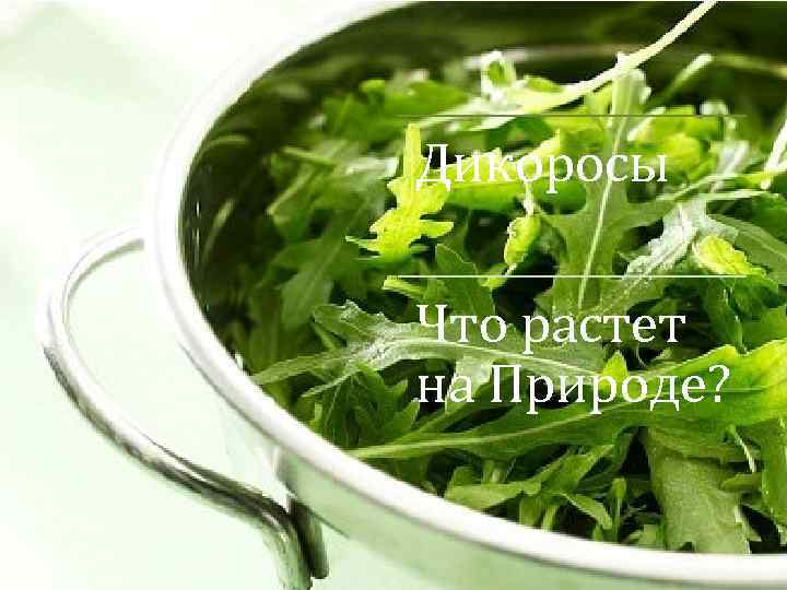 Дикоросы Что растет на Природе? 