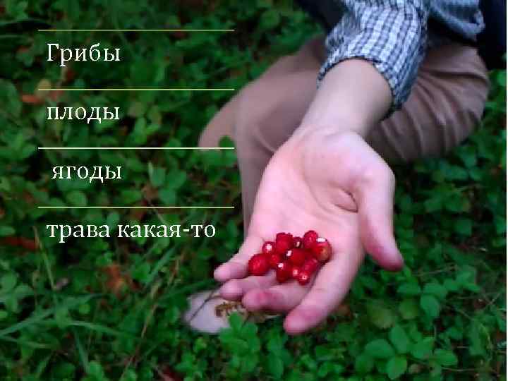 Грибы плоды ягоды трава какая-то 