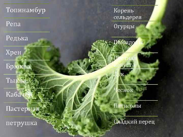Топинамбур Репа Редька Хрен Брюква Тыква Кабачок Корень сельдерея Огурцы Помидоры Цветная капуста Лук