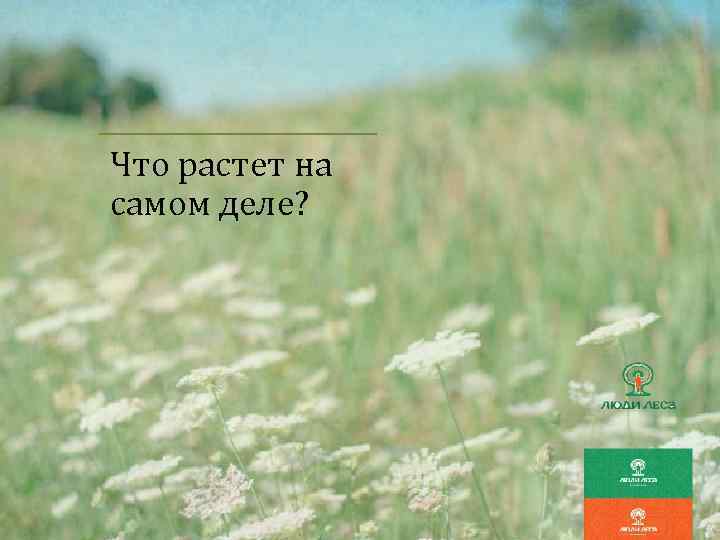 Что растет на самом деле? 