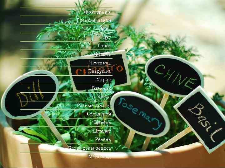 Фисташки Грецкие, пекан Маш нут Горох Фасоль Чечевица Петрушка Укроп Базилик Кинза Разные салаты