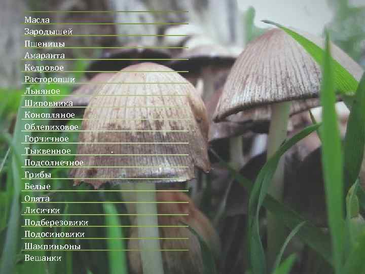 Масла Зародышей Пшеницы Амаранта Кедровое Расторопши Льняное Шиповника Конопляное Облепиховое Горчичное Тыквенное Подсолнечное Грибы