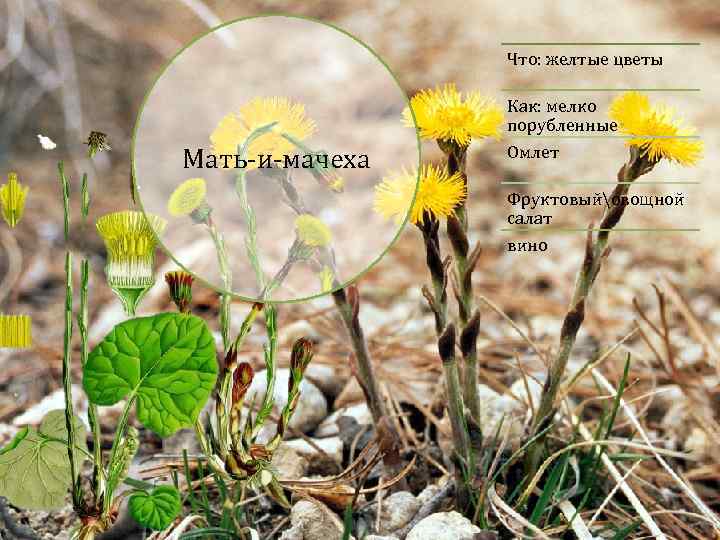 Что: желтые цветы Как: мелко порубленные Мать-и-мачеха Омлет Фруктовыйовощной салат вино 