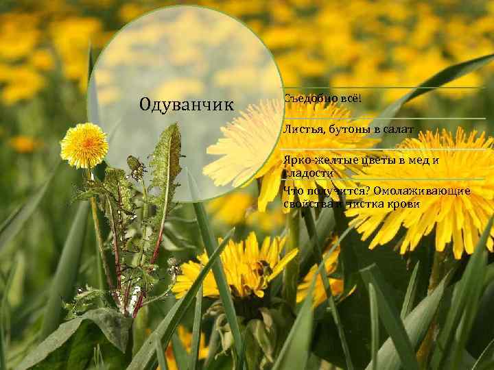 Одуванчик Съедобно всё! Листья, бутоны в салат Ярко-желтые цветы в мед и сладости Что