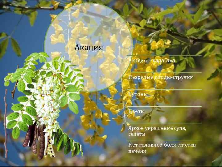 Акация = карагана Незрелые плоды-стручки Бутоны Цветы Яркое украшение супа, салата Нет головной боли