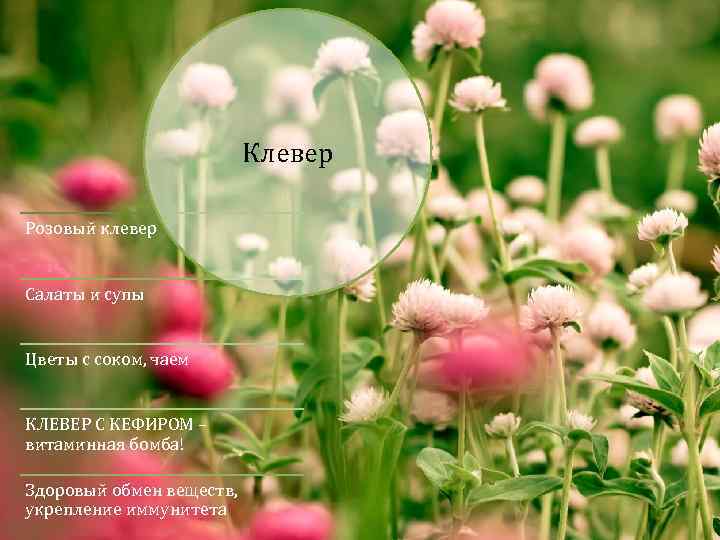 Клевер Розовый клевер Салаты и супы Цветы с соком, чаем КЛЕВЕР С КЕФИРОМ –