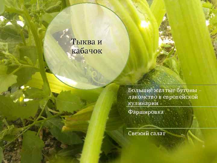 Тыква и кабачок Большие желтые бутоны – лакомство в европейской кулинарии Фаршировка Свежий салат