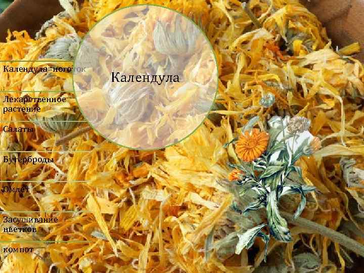 Календула=ноготок Лекарственное растение Салаты Бутерброды Омлет Засушивание цветков компот Календула 