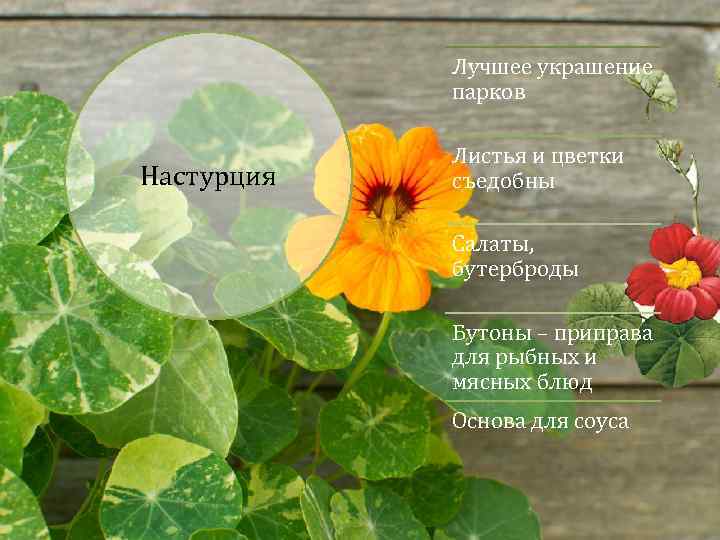 Лучшее украшение парков Настурция Листья и цветки съедобны Салаты, бутерброды Бутоны – приправа для