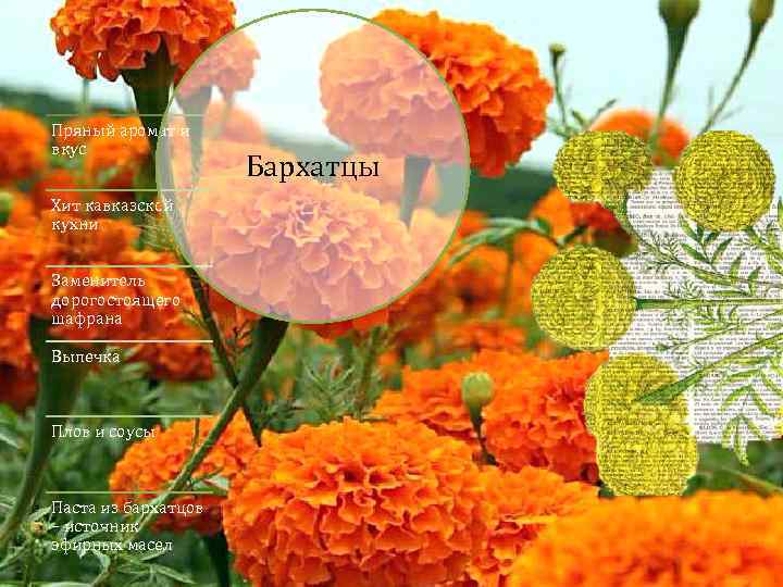 Пряный аромат и вкус Хит кавказской кухни Заменитель дорогостоящего шафрана Выпечка Плов и соусы