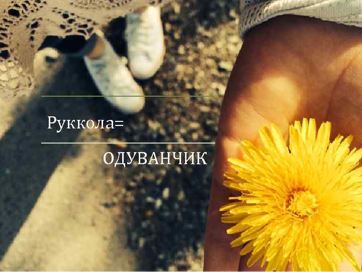 Руккола= ОДУВАНЧИК 