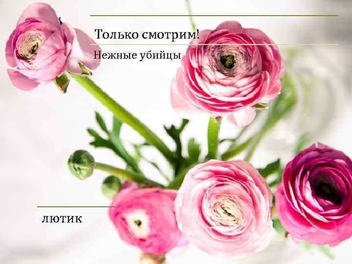 Только смотрим! Нежные убийцы лютик 