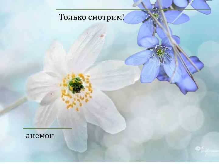 Только смотрим! анемон 