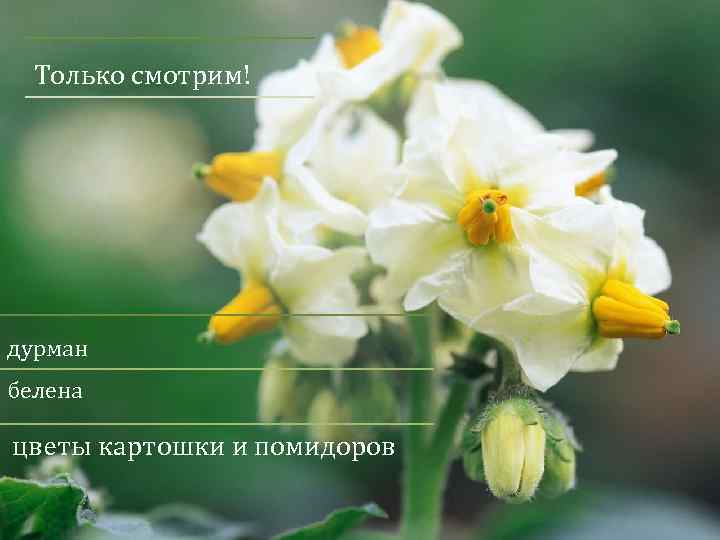 Только смотрим! дурман белена цветы картошки и помидоров 