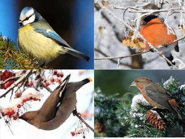 Зимний лес в объятьях тишины Задремал, укутав ветки снегом. Будет спать спокойно до весны