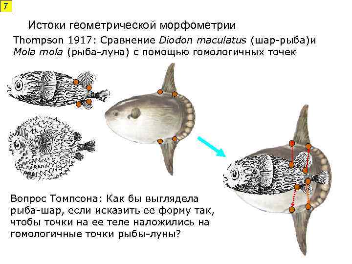 7 Истоки геометрической морфометрии Thompson 1917: Сравнение Diodon maculatus (шар-рыба)и Mola mola (рыба-луна) с