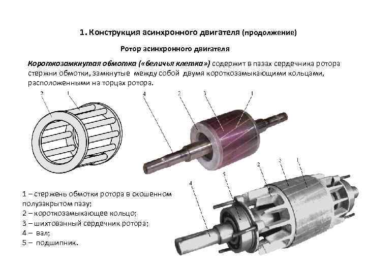 1. Конструкция асинхронного двигателя (продолжение) Ротор асинхронного двигателя Короткозамкнутая обмотка ( «беличья клетка» )