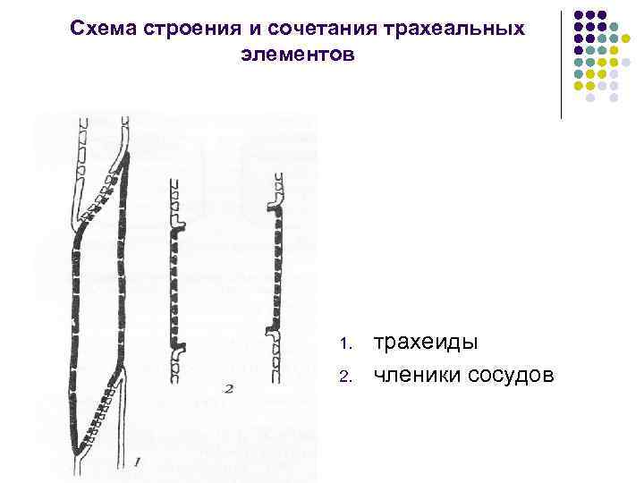 Схема строения и сочетания трахеальных элементов 1. 2. трахеиды членики сосудов 