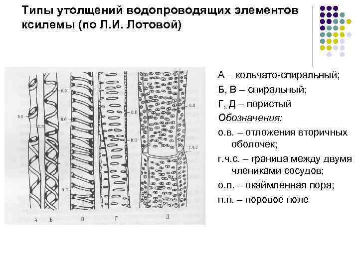 Типы утолщений водопроводящих элементов ксилемы (по Л. И. Лотовой) А – кольчато-спиральный; Б, В