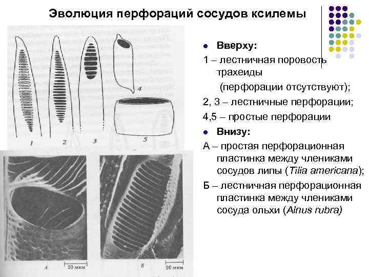 Эволюция перфораций сосудов ксилемы Вверху: 1 – лестничная поровость трахеиды (перфорации отсутствуют); 2, 3