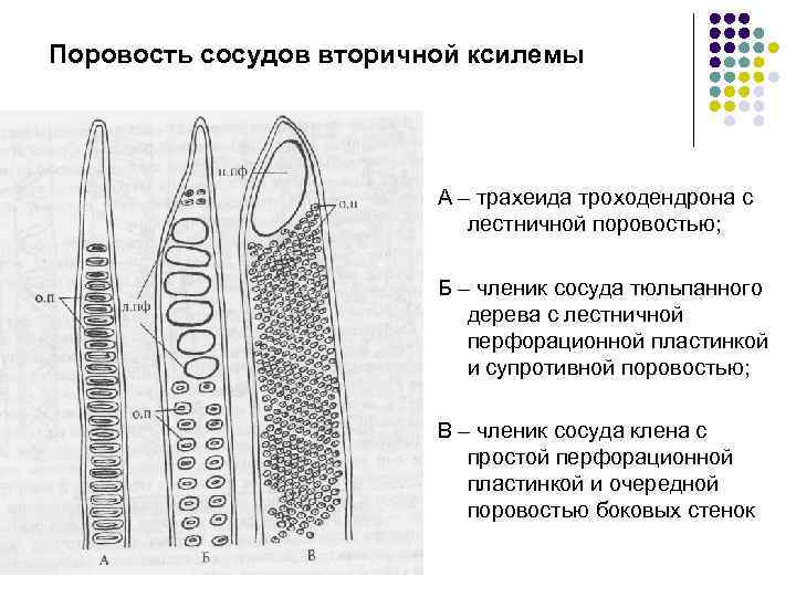 Поровость сосудов вторичной ксилемы А – трахеида троходендрона с лестничной поровостью; Б – членик