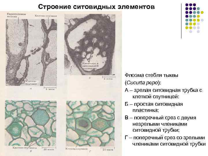 Строение ситовидных элементов Флоэма стебля тыквы (Cucurta pepo): А – зрелая ситовидная трубка с