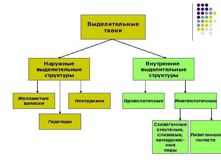 Выделительные ткани Наружные выделительные структуры Железистые волоски Гидатоды Нектарники Внутренние выделительные структуры Одноклеточные Многоклеточные