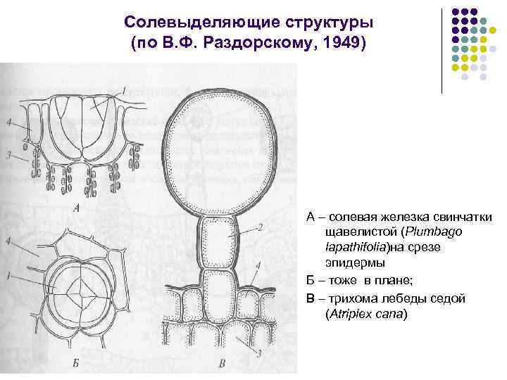Солевыделяющие структуры (по В. Ф. Раздорскому, 1949) А – солевая железка свинчатки щавелистой (Plumbago