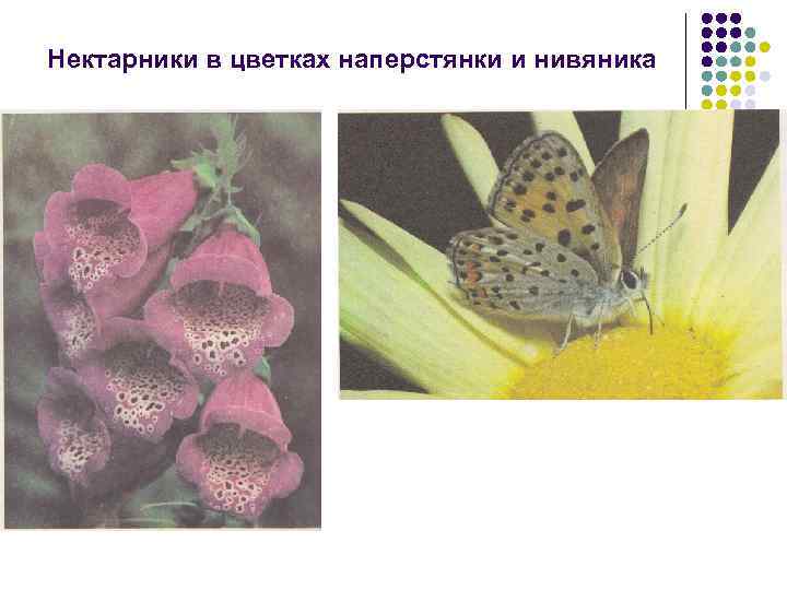Нектарники в цветках наперстянки и нивяника 