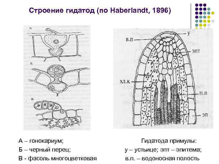 Строение гидатод (по Haberlandt, 1896) А – гонокариум; Б – черный перец; В -