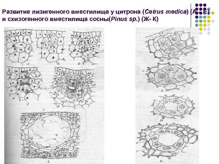 Развитие лизигенного вместилища у цитрона (Cetrus medica) (А – Е) и схизогенного вместилища сосны(Pinus