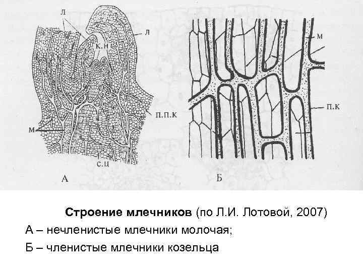 Cтроение млечников (по Л. И. Лотовой, 2007) А – нечленистые млечники молочая; Б –