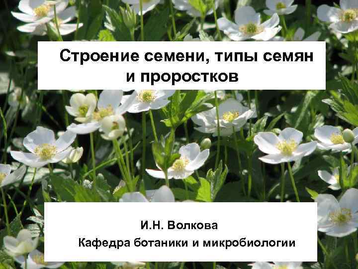 Строение семени, типы семян и проростков И. Н. Волкова Кафедра ботаники и микробиологии 