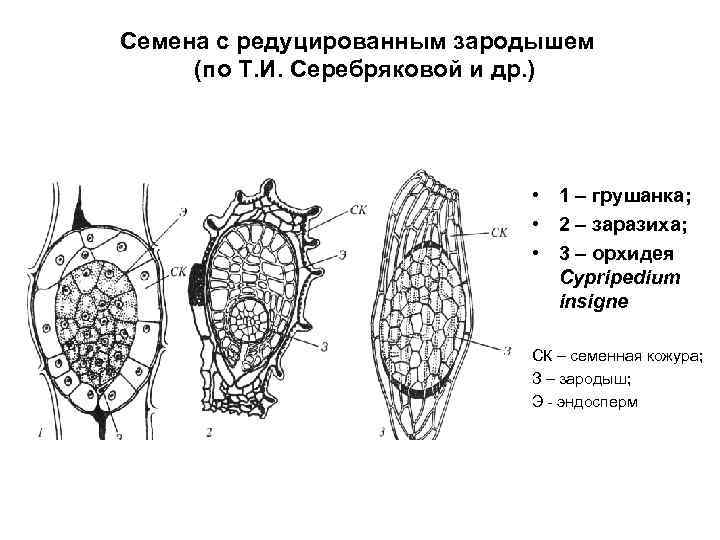 Семена с редуцированным зародышем (по Т. И. Серебряковой и др. ) • 1 –