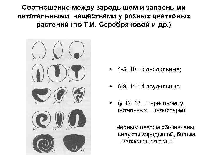 Сходства проростка и зародыша. Запасное вещество для зародыша. Морфологические типы семян. Запасные питательные вещества. Строение семени однодольных и двудольных.