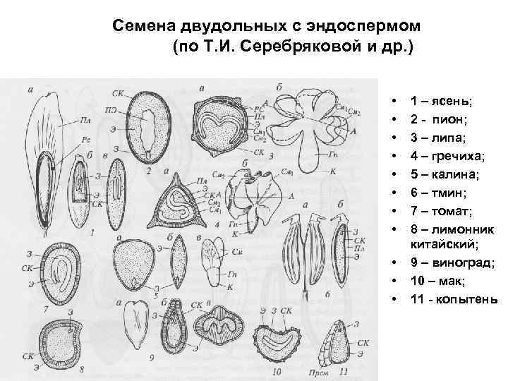 На рисунке изображены отпечатки листа