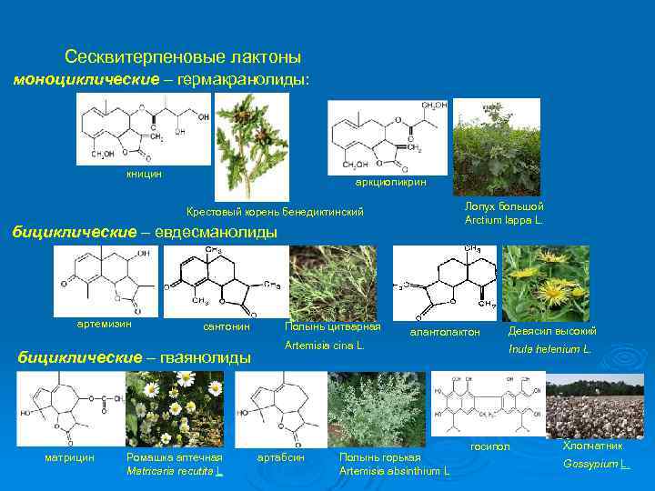 Сесквитерпеновые лактоны моноциклические – гермакранолиды: кницин аркциопикрин Лопух большой Arctium lappa L. Крестовый корень
