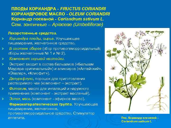 ПЛОДЫ КОРИАНДРА - FRUCTUS CORIANDRI КОРИАНДРОВОЕ МАСЛО - OLEUM CORIANDRI Кориандр посевной - Coriandrum