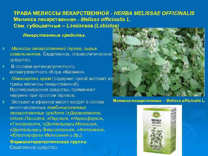 ТРАВА МЕЛИССЫ ЛЕКАРСТВЕННОЙ - HERBA MELISSAE OFFICINALIS Мелисса лекарственная - Melissa officinalis L. Сем.