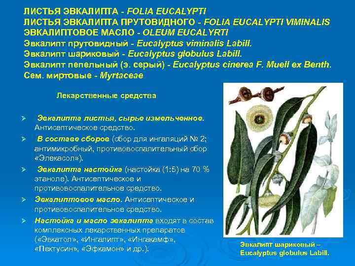 ЛИСТЬЯ ЭВКАЛИПТА - FOLIA EUCALYPTI ЛИСТЬЯ ЭВКАЛИПТА ПРУТОВИДНОГО - FOLIA EUCALYPTI VIMINALIS ЭВКАЛИПТОВОЕ МАСЛО