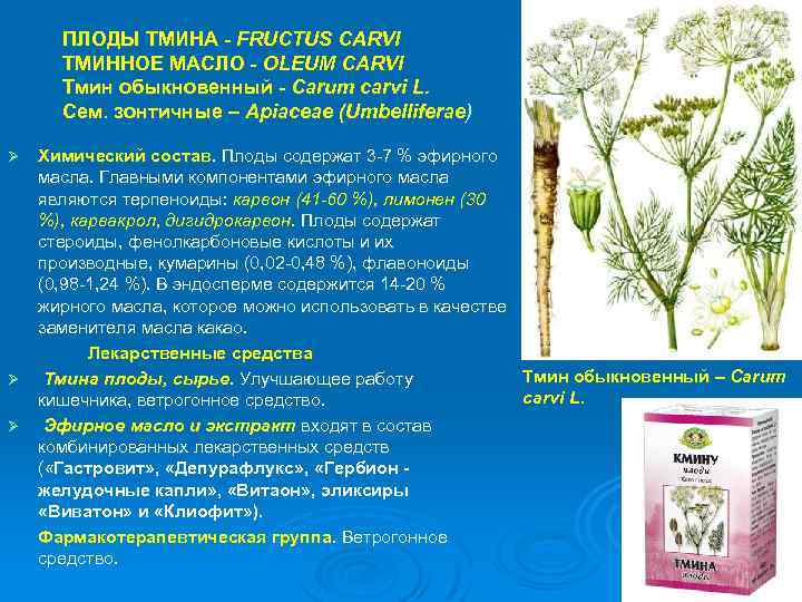 ПЛОДЫ ТМИНА - FRUCTUS CARVI ТМИННОЕ МАСЛО - OLEUM CARVI Тмин обыкновенный - Carum