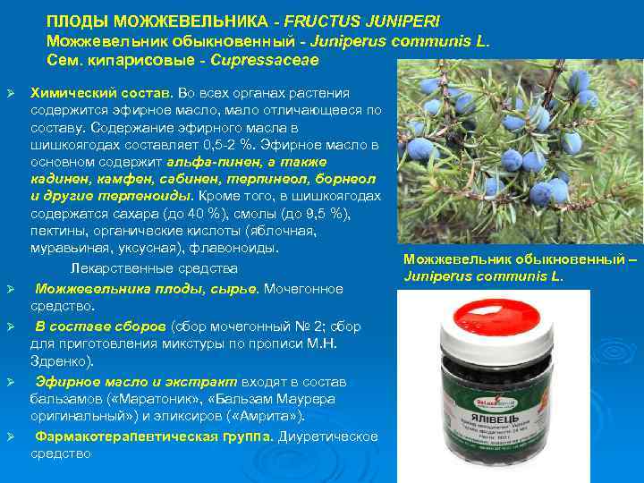 ПЛОДЫ МОЖЖЕВЕЛЬНИКА - FRUCTUS JUNIPERI Можжевельник обыкновенный - Juniperus communis L. Сем. кипарисовые -