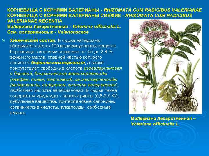 КОРНЕВИЩА С КОРНЯМИ ВАЛЕРИАНЫ - RHIZOMATA CUM RADICIBUS VALERIANAE КОРНЕВИЩА С КОРНЯМИ ВАЛЕРИАНЫ СВЕЖИЕ