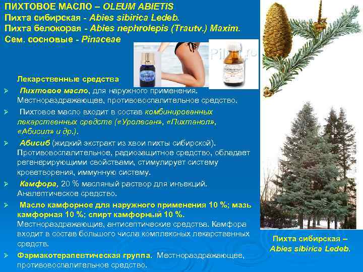 ПИХТОВОЕ МАСЛО – OLEUM ABIETIS Пихта сибирская - Abies sibirica Ledeb. Пихта белокорая -
