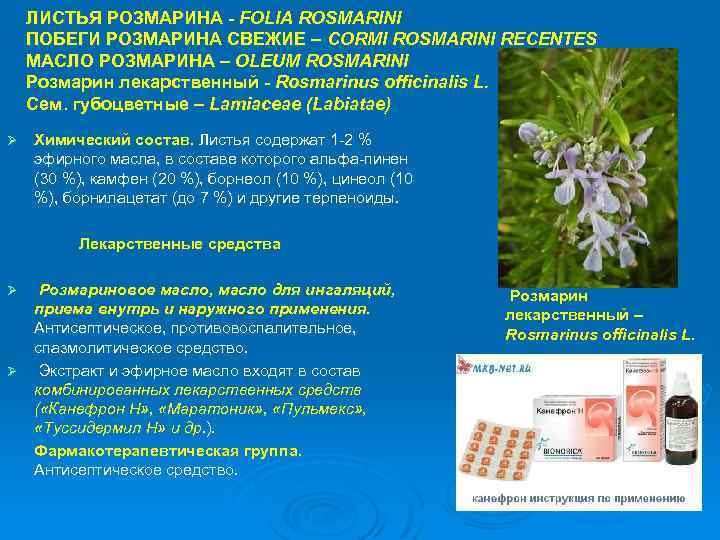 ЛИСТЬЯ РОЗМАРИНА - FOLIA ROSMARINI ПОБЕГИ РОЗМАРИНА СВЕЖИЕ – CORMI ROSMARINI RECENTES МАСЛО РОЗМАРИНА