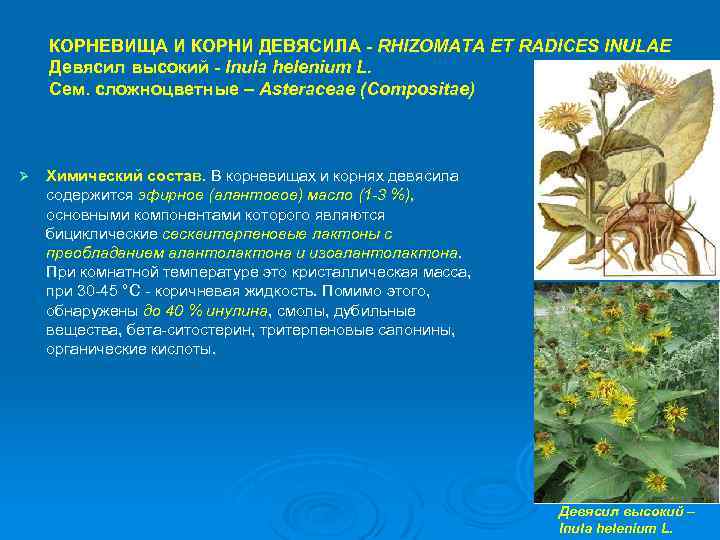 КОРНЕВИЩА И КОРНИ ДЕВЯСИЛА - RHIZOMATA ET RADICES INULAE Девясил высокий - Inula helenium