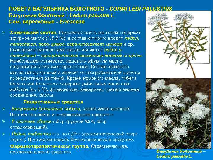 ПОБЕГИ БАГУЛЬНИКА БОЛОТНОГО - CORMI LEDI PALUSTRIS Багульник болотный - Ledum palustre L. Сем.