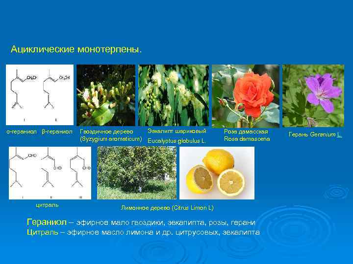 Ациклические монотерпены. α-гераниол β-гераниол цитраль Гвоздичное дерево (Syzygium aromaticum) Эвкалипт шариковый Eucalyptus globulus L.