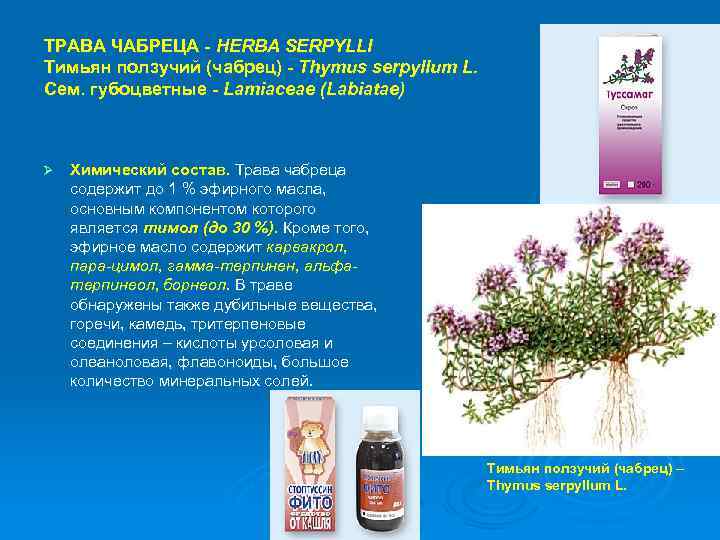 ТРАВА ЧАБРЕЦА - HERBA SERPYLLI Тимьян ползучий (чабрец) - Thymus serpyllum L. Сем. губоцветные